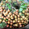 Áp dụng kỹ thuật rải vụ, giá nhãn xuồng cơm vàng tăng cao