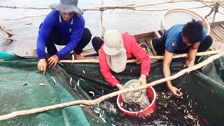 An Giang là tỉnh đầu nguồn 2 dòng sông nổi tiếng, vẫn còn mùa nước nổi, sao mùa cá hội cứ mất dần?