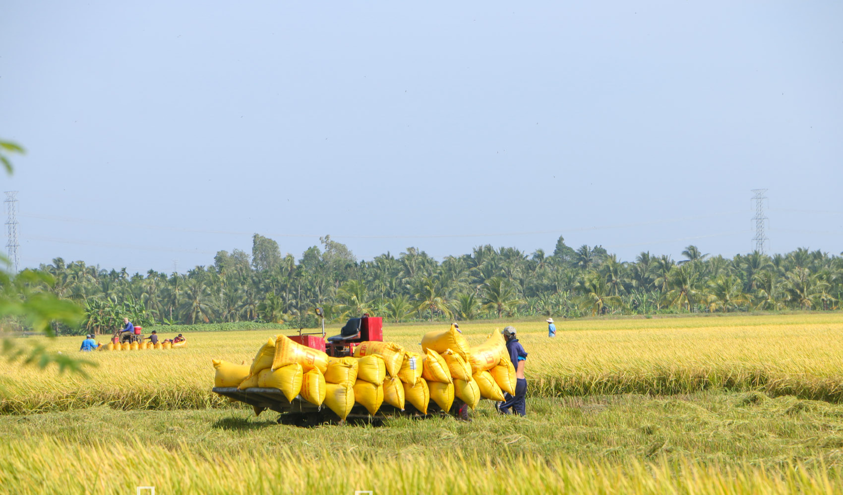 Bán lượng gạo khổng lồ cho nước ngoài, lần đầu tiên một tỉnh vùng Đồng bằng sông Cửu Long thu 325 triệu USD