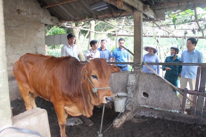 Biện pháp đảm bảo an toàn cho vật nuôi trong mùa mưa lũ