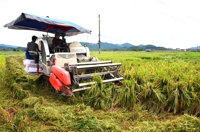 Cạnh tranh lúa – cá trên những ‘cánh đồng lười’