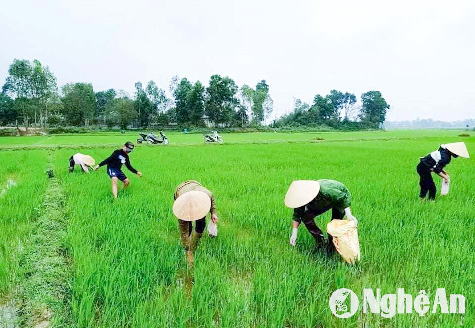 Con động vật khiến nông dân Nghệ An “ghét cay ghét đắng”, hễ bắt lên bờ người ta mua hết sạch