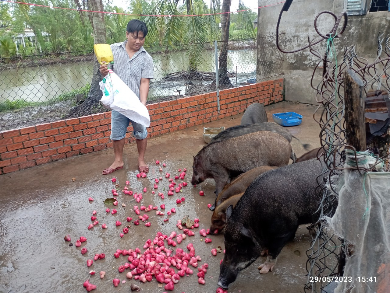 Con vật nuôi ăn tạp này được anh nông dân Cà Mau nuôi thành công, hễ bán một con giống thu 1 triệu đồng