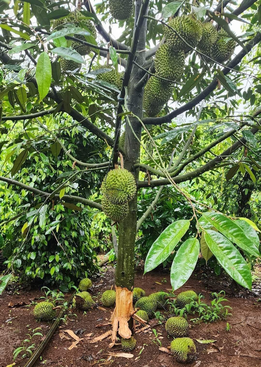 Đáng báo động về nạn phá hoại vườn sầu riêng ở Đắk Lắk, nhà vườn sắp cầm được “vàng” thì rơi