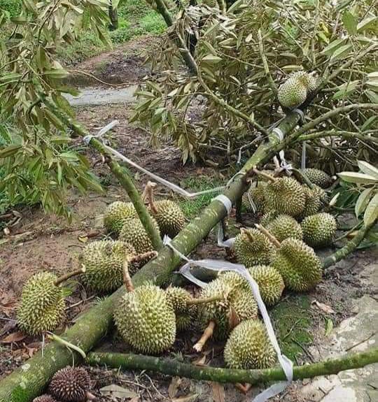 Đang sắp hái “trái vàng trái bạc”, một trận giông lốc quét qua, nông dân Đắk Lắk thiệt hại tiền tỷ