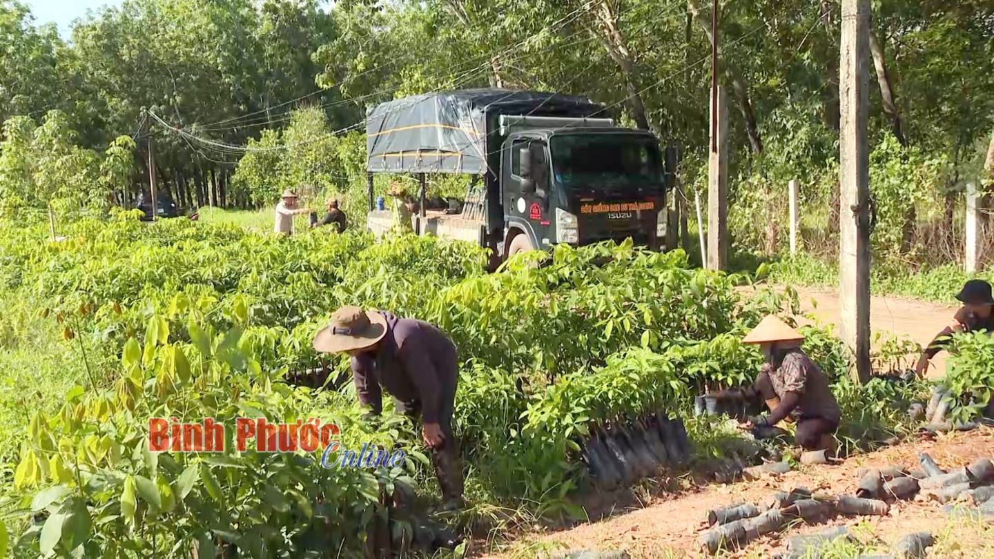 Đây là loại cây giống đang bán hút hàng ở Bình Phước, lao động được trả công 9 triệu đồng/tháng