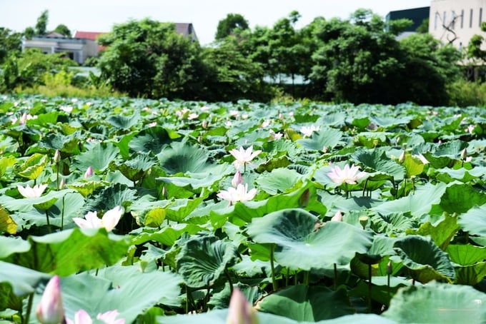 Đưa giống sen mới về Thành Sen