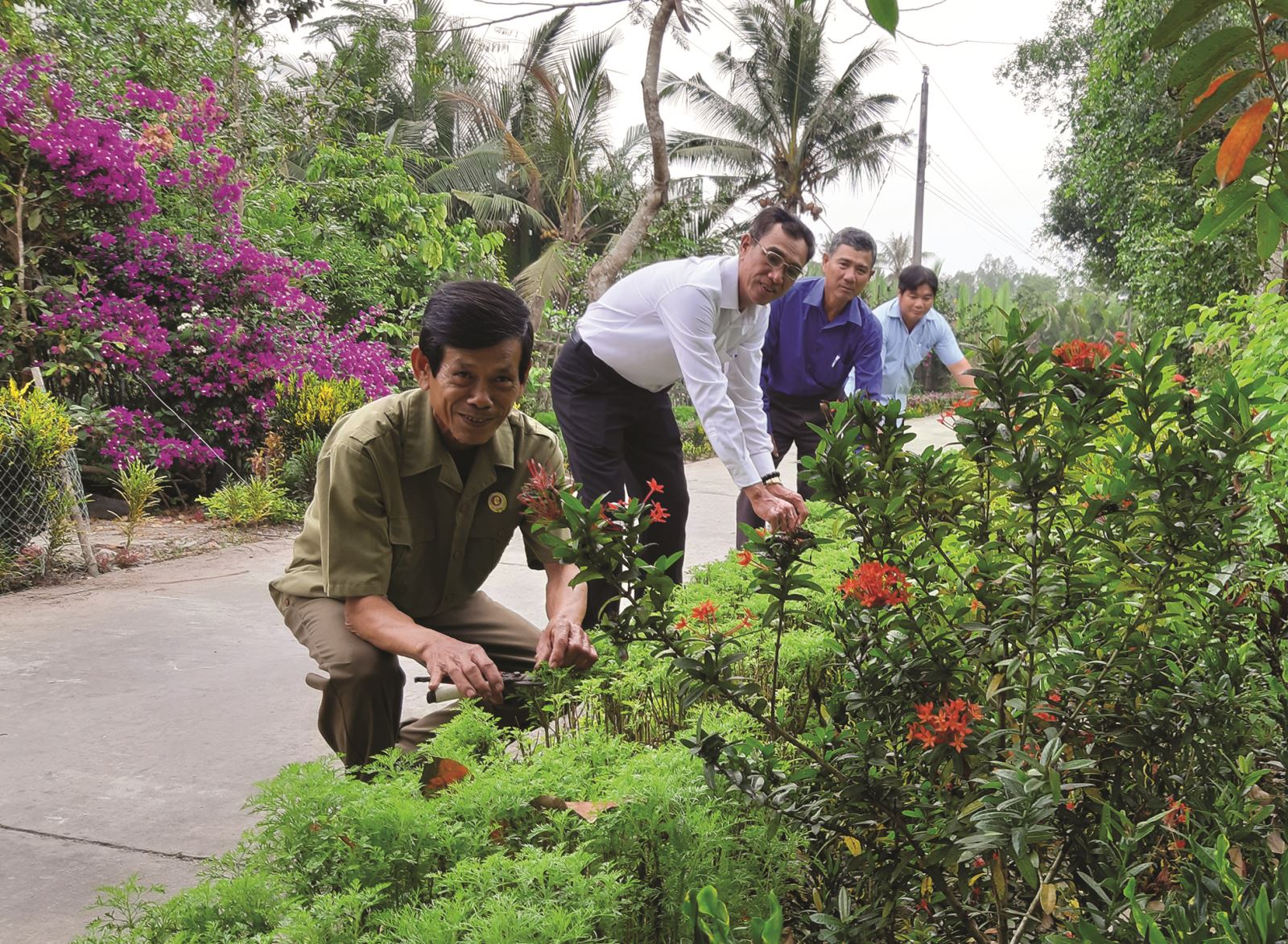 Đường hoa nông thôn mới ở Bạc Liêu đẹp mê tơi, đồng bào Khmer trồng hoa mười giờ, hoa sao nhái, cây bông trang