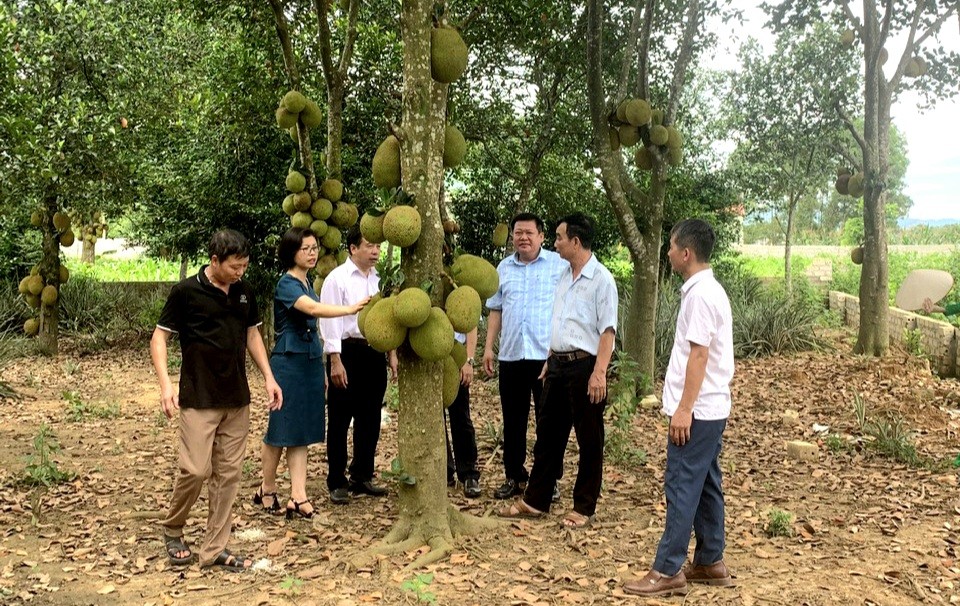 Hà Nội có một loại quả đặc sản, mùi thơm nức, giá trị 280 tỷ đồng/năm, được trồng nhiều nhất ở Sơn Tây, Phúc Thọ