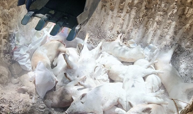 Hàng loạt địa phương ở Quảng Ngãi đã “dính” dịch tả lợn châu Phi, nguy cơ lan rộng