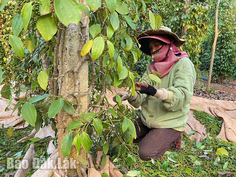 Kệ cho giá loại hạt này cứ tăng mải miết, nông dân trồng tiêu ở Đắk Lắk vẫn “đủng đỉnh ôm của để dành”