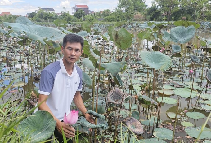 Khởi nghiệp từ cánh đồng lúa một vụ