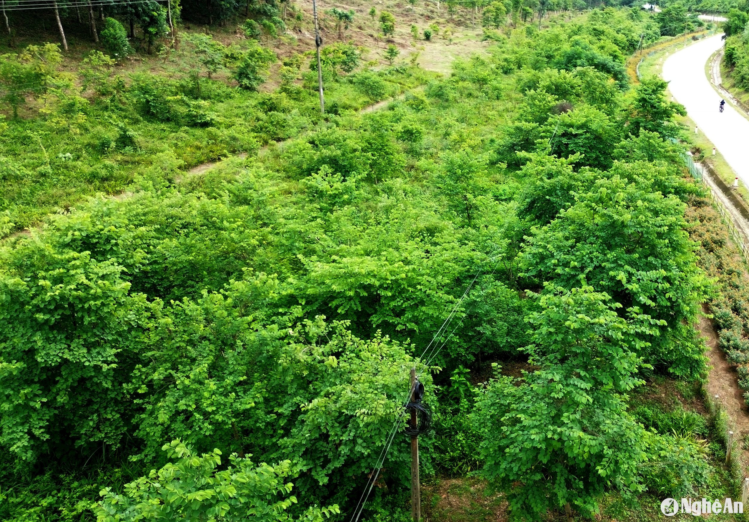 Khu rừng hàng ngàn cây bản địa tạo điểm du lịch sinh thái ở miền Tây Nghệ An