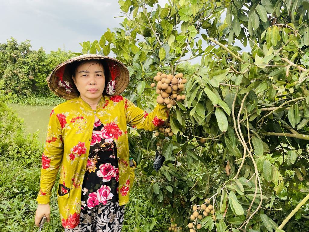 Loại cây thấp tè đã ra trái quá trời, tên là phát tài, sao dân An Giang xót ruột nhìn cả tấn quả rụng?