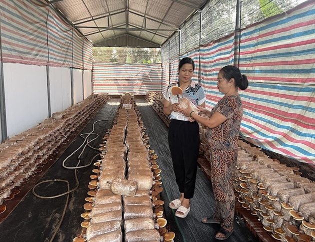 Loại nấm quý hiếm ở rừng nguyên sinh, nông dân Vĩnh Phúc thử trồng trong lán trại, ngờ đâu lãi to