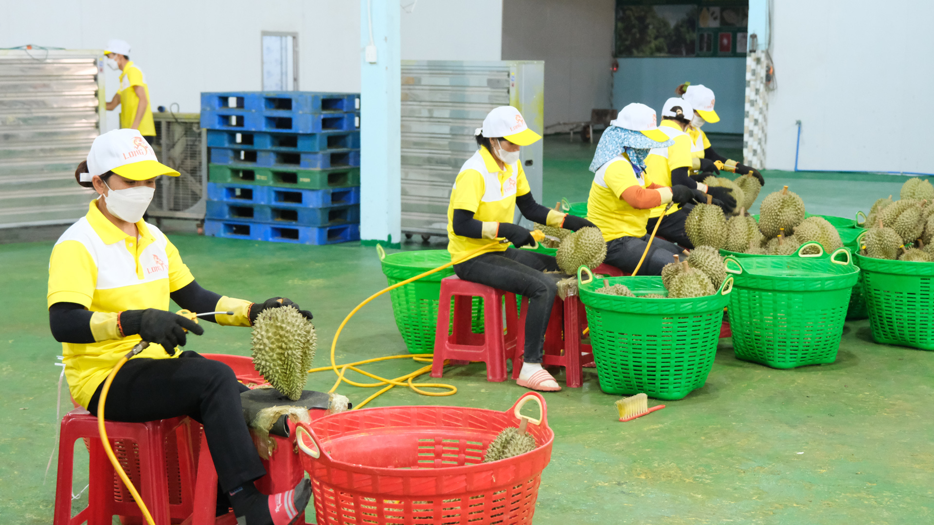 Loại “quả tiền tỷ” sắp cắt đến nơi, vì sao nông dân Lâm Đồng vẫn chả chịu chốt hợp đồng?