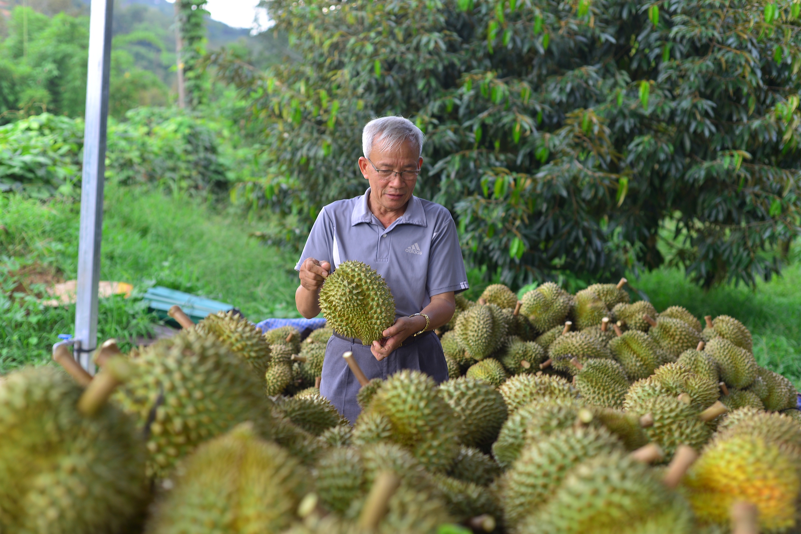 Loại trái cây “tỷ đô” vào mùa, Sở Công Thương Lâm Đồng đề nghị huyện Đạ Huoai tăng cường quản lý