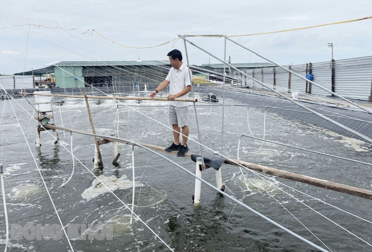 Một huyện ở Bến Tre có hàng trăm hecta nuôi tôm công nghệ cao, nông dân nuôi lãi gần 2 tỷ đồng/ha