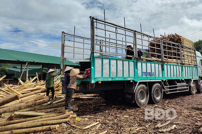 Một loại cây gỗ rừng trồng ở Bình Định đang có giá bán tốt, cây càng “lão làng” càng thu nhiều tiền