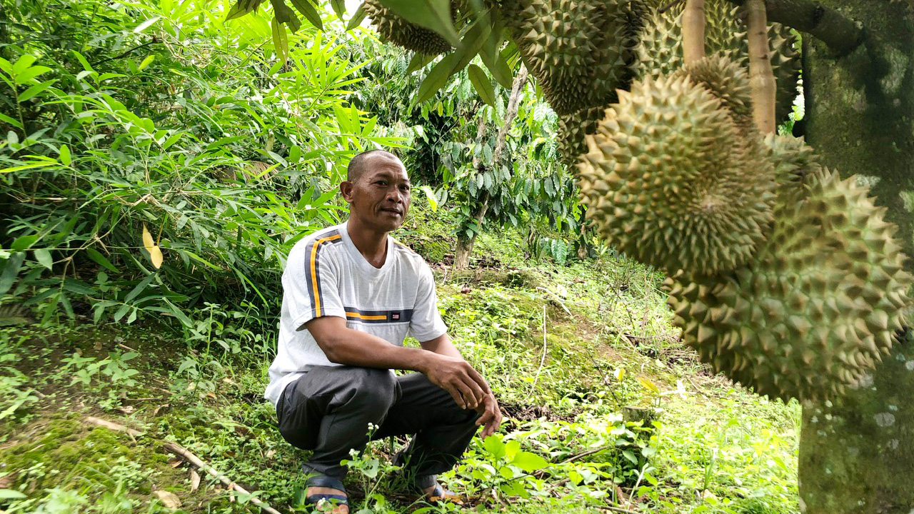 Một ông nông Lâm Đồng trồng sầu riêng trên đất dốc, cây ra trái bói mà quả treo nhiều thế này đây