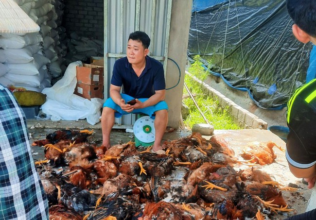 Nghệ An: Hệ thống điện gặp sự cố, 5.000 con gà chết la liệt, người dân xúm vào mua ủng hộ chủ trang trại