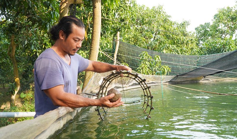 Nuôi thành công thứ “cá nhà giàu” ở Đồng Tháp, view hồ đẹp như phim, bán 500.000 đồng/kg