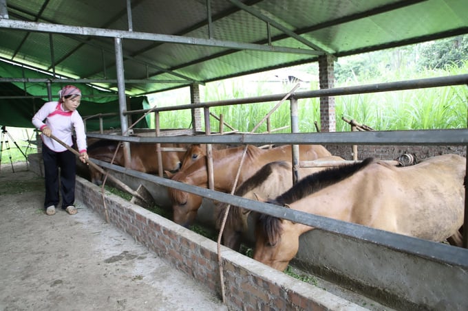 Nuôi trâu bão hòa, ngựa thịt lên ngôi