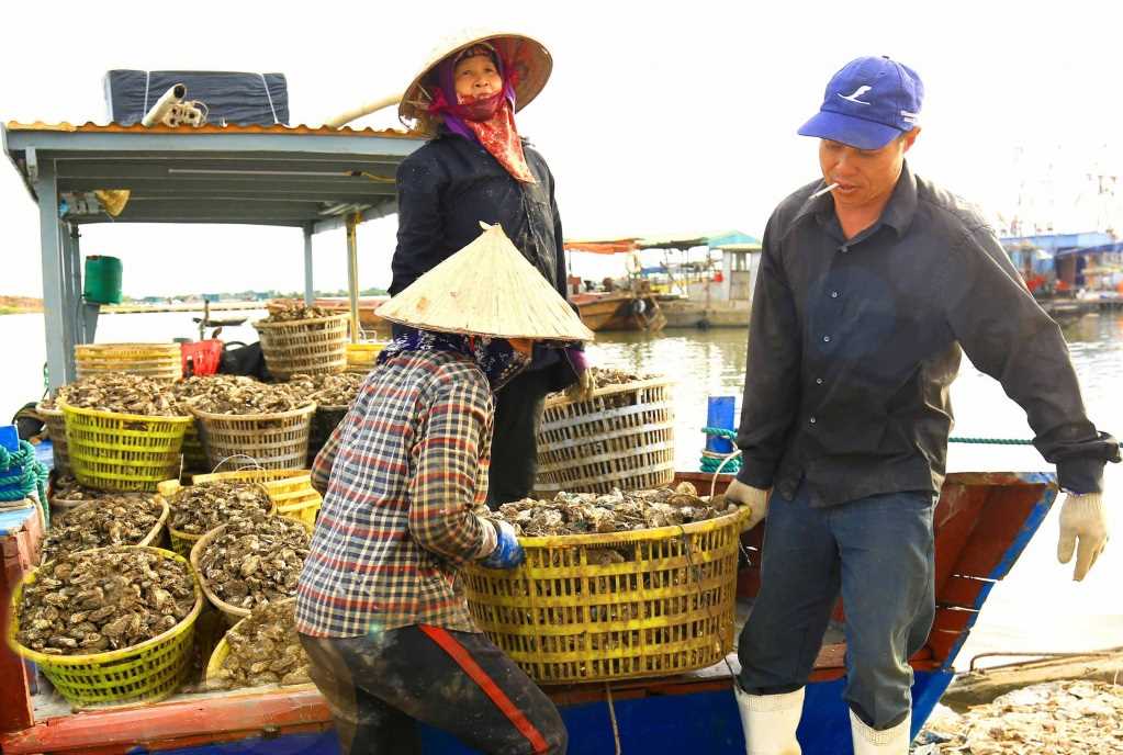 Ở một thị xã ở Quảng Ninh, dân giàu lên nhờ các loài thủy sản tươi ngon, có loài vật nuôi chả phải cho ăn