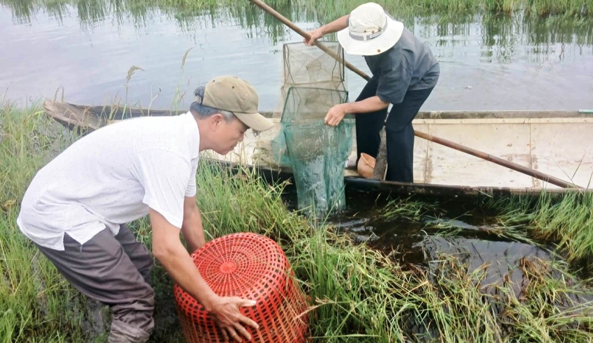 Ruộng lúa bị nhiễm mặn, ở một xã của TT-Huế, dân bèn thả nuôi con vật này, bình quân mỗi hộ bắt bán 800kg