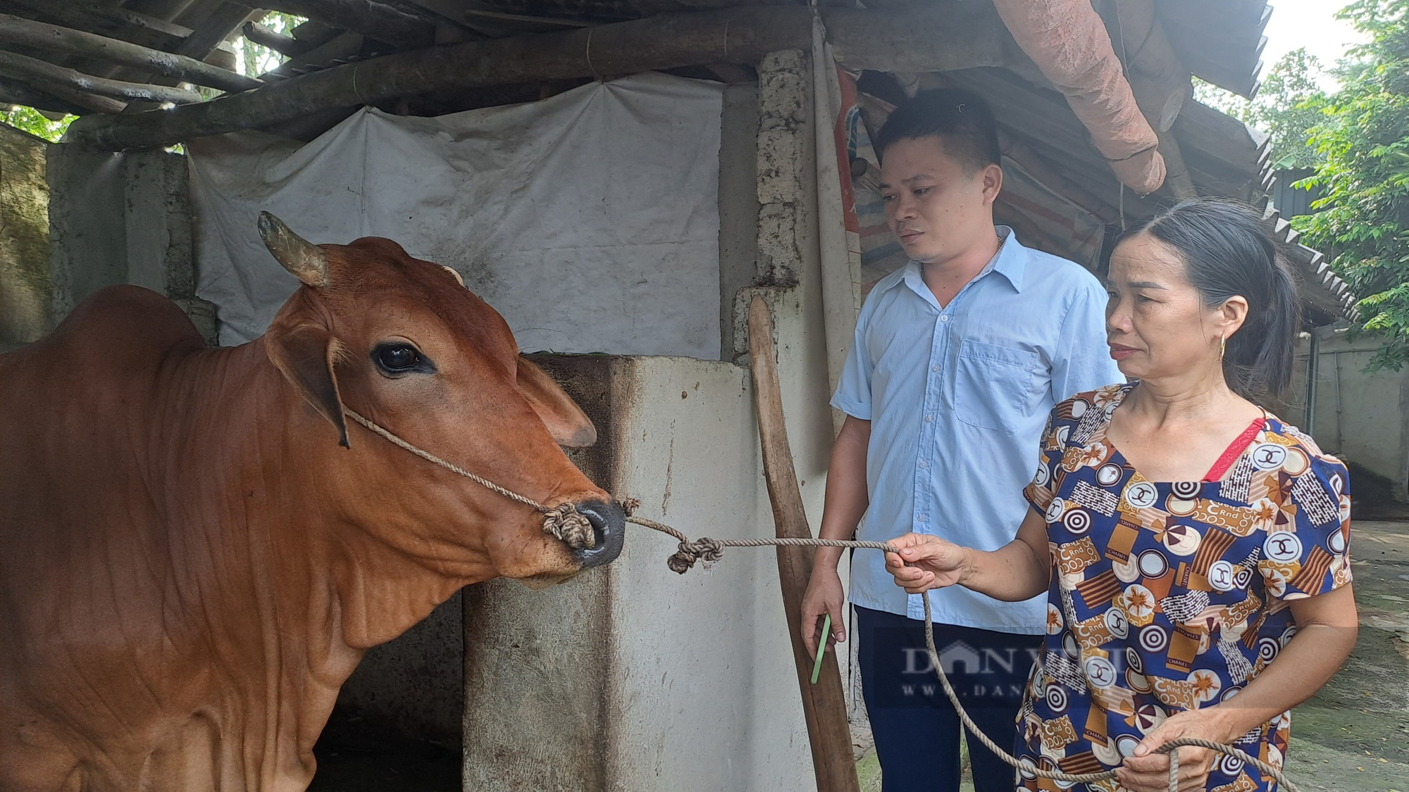 Thái Nguyên: Hỗ trợ bò sinh sản, tạo sinh kế giúp nhiều bà con TP.Sông Công dần thoát nghèo