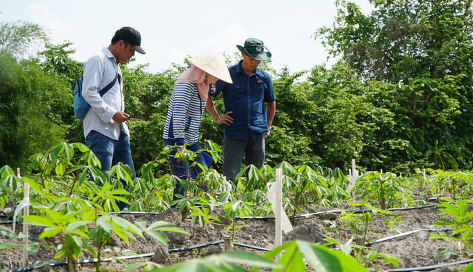 Thêm một giống sắn triển vọng kháng khảm lá, năng suất cao