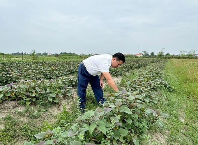 Thiếu nước vụ hè thu: Tưới đâu chắc đó