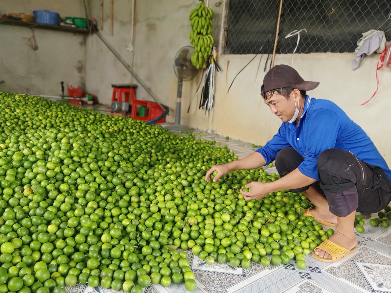 Thứ cây lá thơm, quả chả có hạt này trồng thành công ở Tây Ninh, dân bẻ đến đâu thương lái mua đến đó