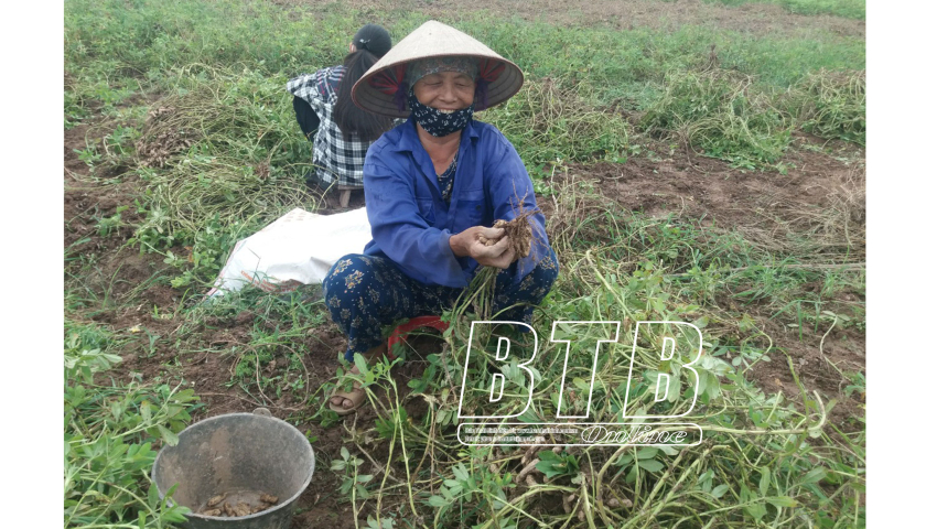 Trồng loài cây “giấu” quả xuống đất để lớn, nông dân một xã của Thái Bình lãi to, cứ mỗi sào có 5 triệu