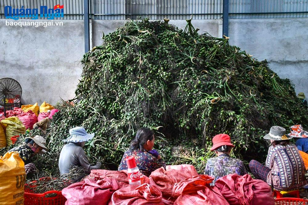 Trung Quốc lại ồ ạt mua lượng lớn thứ quả “đầu câu chuyện” của Việt Nam, nông dân dựng lều ở vườn canh trộm