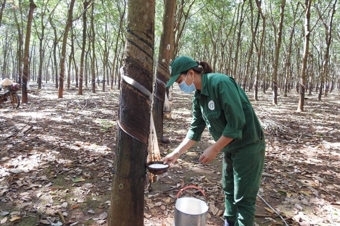 Trung Quốc vẫn là thị trường xuất khẩu cao su lớn nhất của Việt Nam