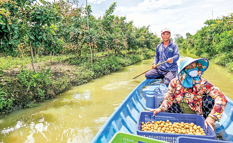 Vườn lớn nhất Cần Thơ trồng cây ra loại quả ngon, dân nói có thu nhập cao gấp 10 lần trồng lúa