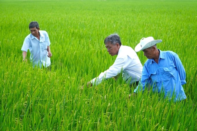 12.500ha lúa ở Sóc Trăng nhiễm dịch hại