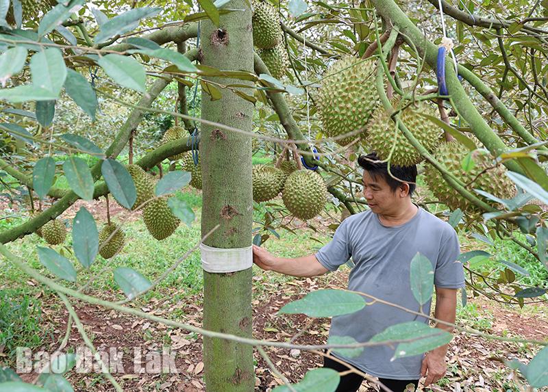 Ai ngờ một anh nông dân Đắk Lắk “thu phục” con động vật quái ác phá “cây tiền tỷ” chỉ bằng một thứ rẻ tiền