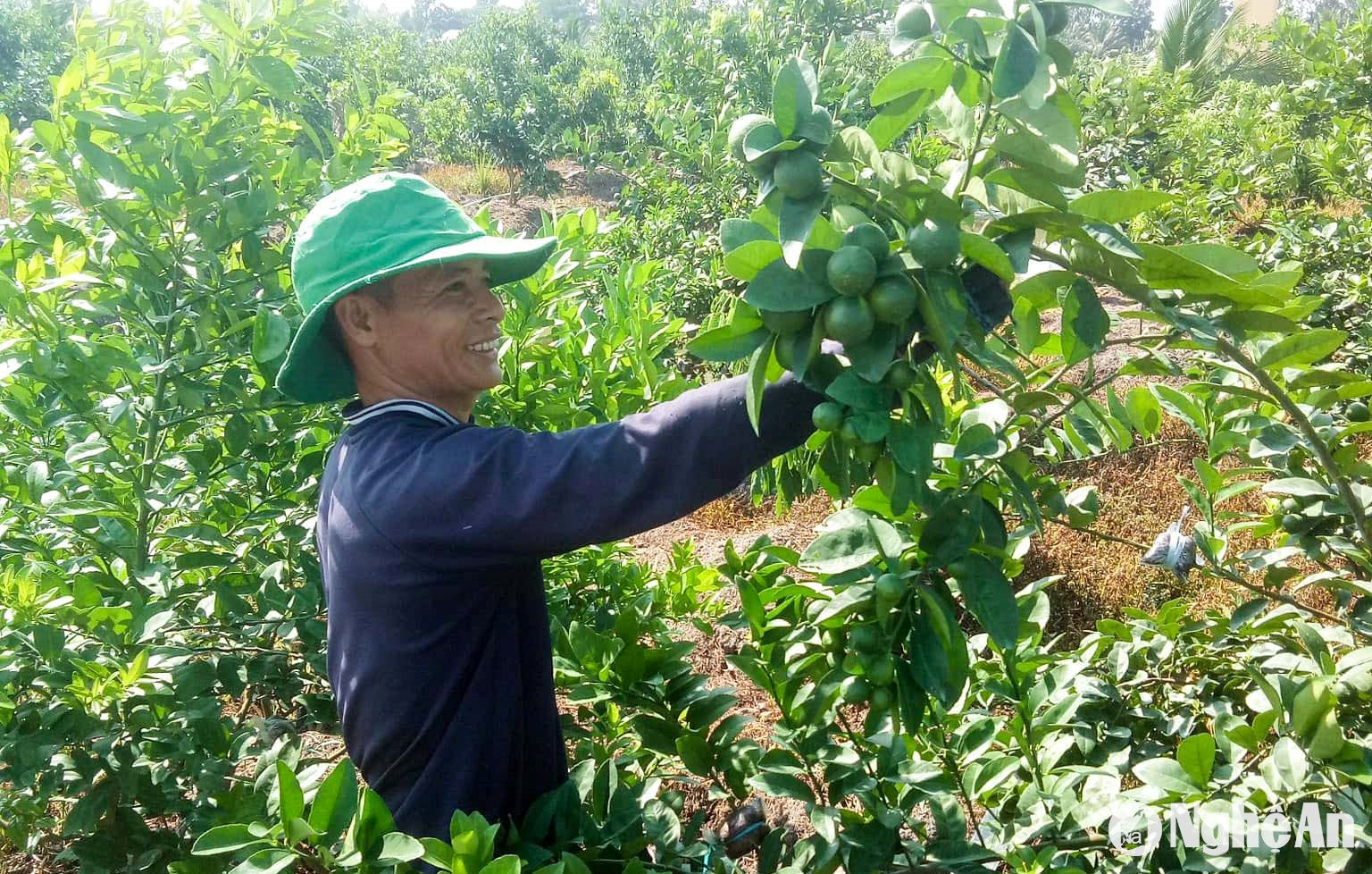 Cái khó ló cái khôn, dân Nghệ An dùng kế hay khiến cây chanh “chết giả” kích thích sai hoa, đậu quả