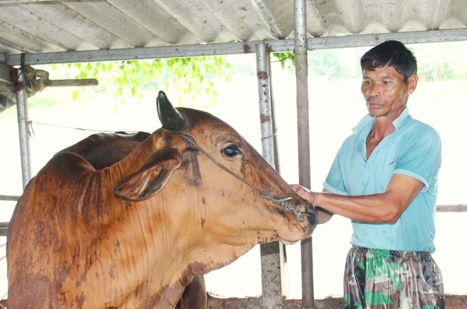 Cải thiện tầm vóc đàn bò, nông dân thu về trăm triệu