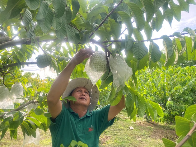 Cây tốt um này ông nông dân Đắk Lắk trồng kiểu gì mà thác lá lên toàn trái to bự treo đầy cành