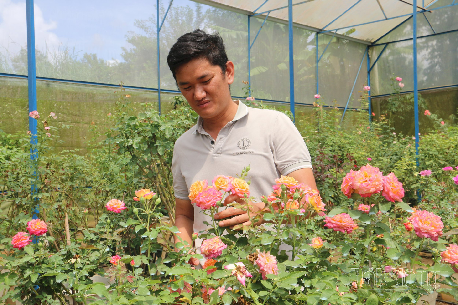 Chàng trai bỏ việc ở tập đoàn nước ngoài lên Đăk Nông trồng hoa hồng, thu hơn 10 tỷ đồng mỗi năm