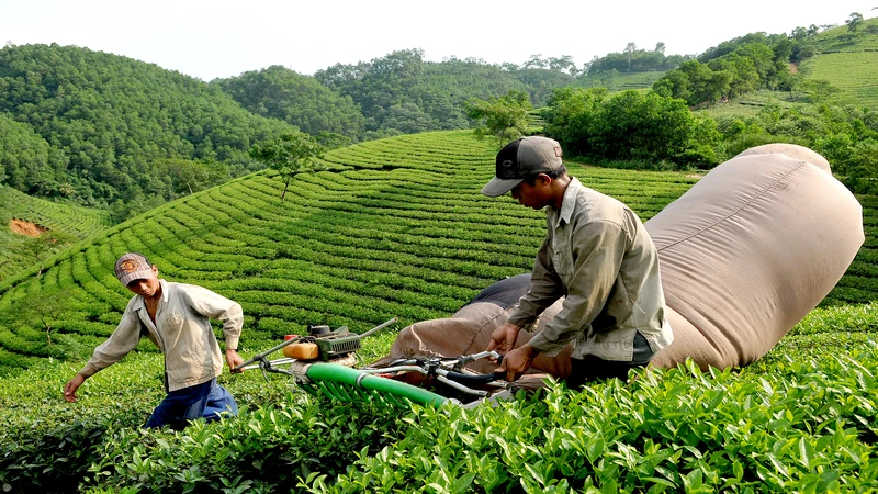 Chè Việt Nam vẫn chiếm tỷ trọng thấp tại nhiều thị trường tiềm năng