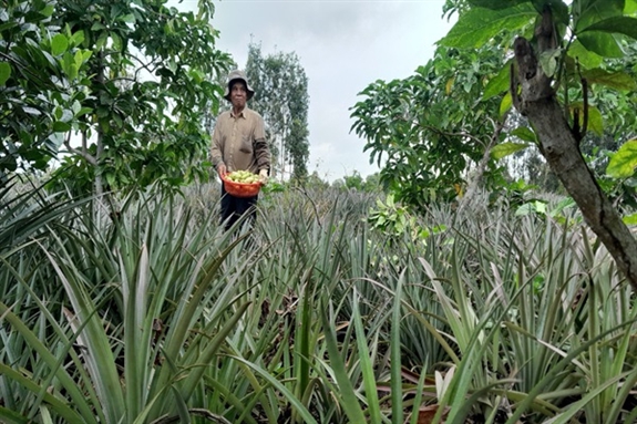 Cho 2 cây ăn trái này chung ruộng, ai ngờ cây nào cũng ra trái quá trời, một ông nông dân Hậu Giang giàu lên