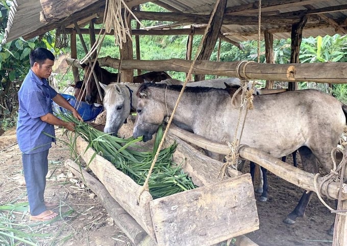 Chuyển từ nuôi lợn sang nuôi ngựa, kinh tế vùng cao bứt tốc