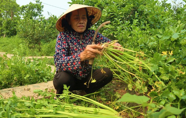 Dân nơi này ở Nghệ An chỉ trồng rau trái vụ, bán đắt như tôm tươi, hễ nhổ là bán hết