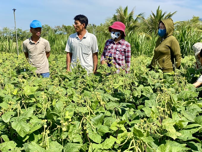 Đậu xanh cho lợi nhuận 33 triệu đồng/ha ở vùng khô hạn