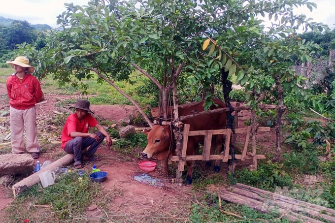 Dịch lở mồm long móng lây lan diện rộng tại Quảng Trị: [Bài 2] Đề nghị kiểm điểm tập thể, cá nhân chậm báo cáo dịch