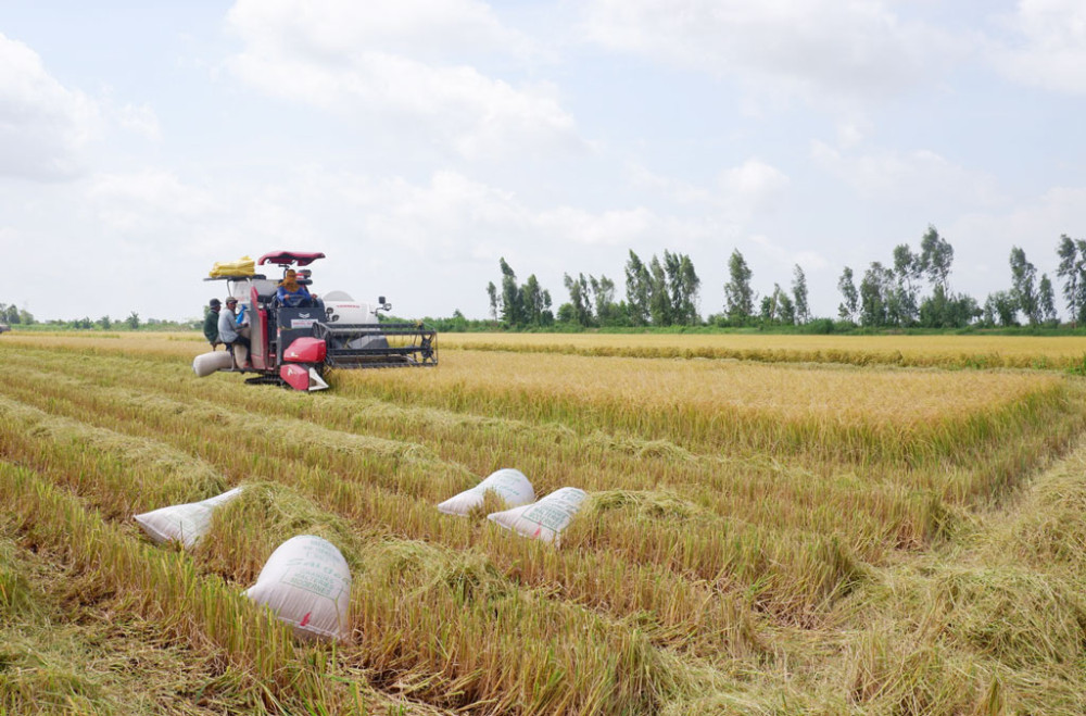 Giá lúa vẫn neo cao, làm lúa sạch còn được trả thêm tiền, nông dân Long An lãi 25 – 38 triệu đồng/ha